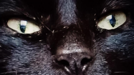 Ingrid VIDAL - INSTANTS ENCHANTES