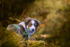 Jean-Marc PENRATH - STUDIO DES VIGNES D'AVARICUM